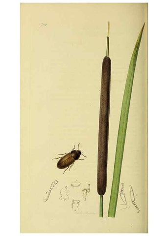 Reproducción/Reproduction 36233521271: British entomology :. London,Printed for the author,1823-1840 [i.e. 1840].