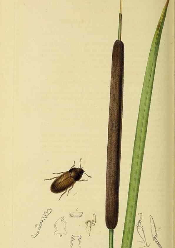Reproducción/Reproduction 36233521271: British entomology :. London,Printed for the author,1823-1840 [i.e. 1840].