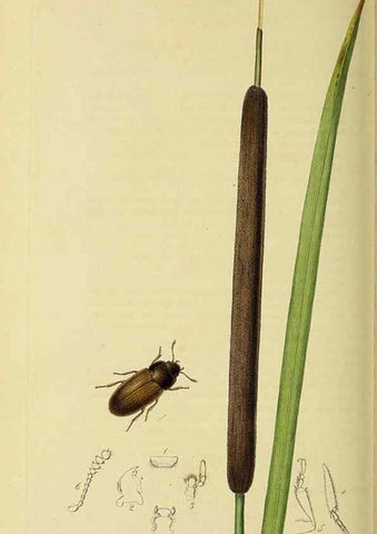 Reproducción/Reproduction 36233521271: British entomology :. London,Printed for the author,1823-1840 [i.e. 1840].