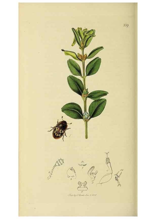 Reproducción/Reproduction 35561825153: British entomology :. London,Printed for the author,1823-1840 [i.e. 1840].