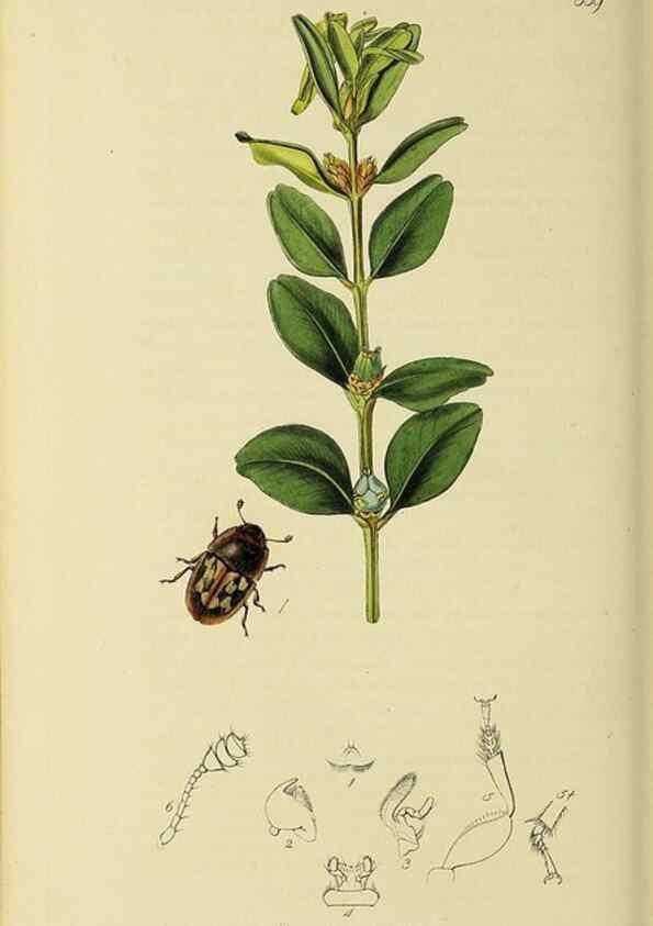 Reproducción/Reproduction 35561825153: British entomology :. London,Printed for the author,1823-1840 [i.e. 1840].
