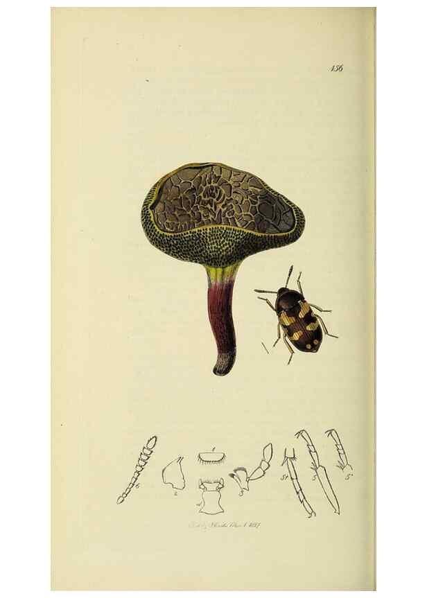 Reproducción/Reproduction 36233523841: British entomology :. London,Printed for the author,1823-1840 [i.e. 1840].