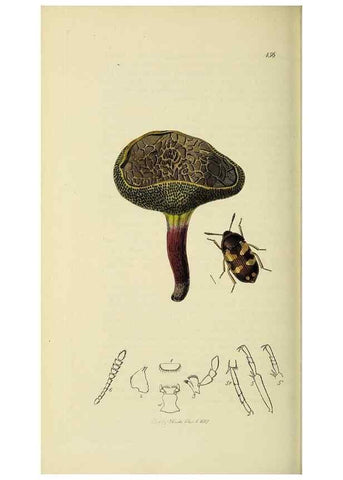 Reproducción/Reproduction 36233523841: British entomology :. London,Printed for the author,1823-1840 [i.e. 1840].