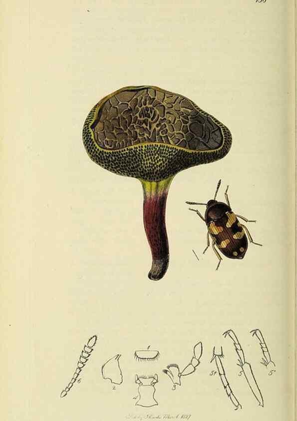 Reproducción/Reproduction 36233523841: British entomology :. London,Printed for the author,1823-1840 [i.e. 1840].