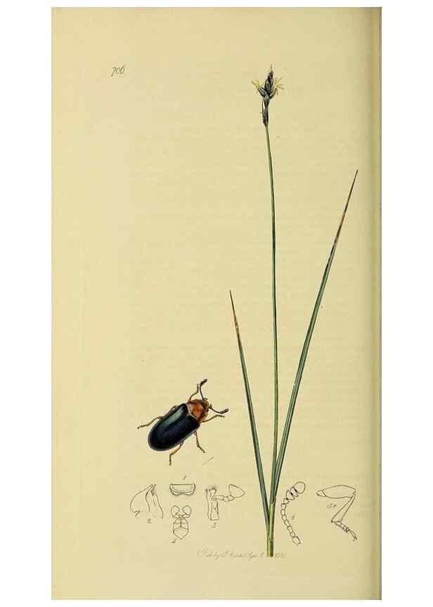 Reproducción/Reproduction 36201785752: British entomology :. London,Printed for the author,1823-1840 [i.e. 1840].