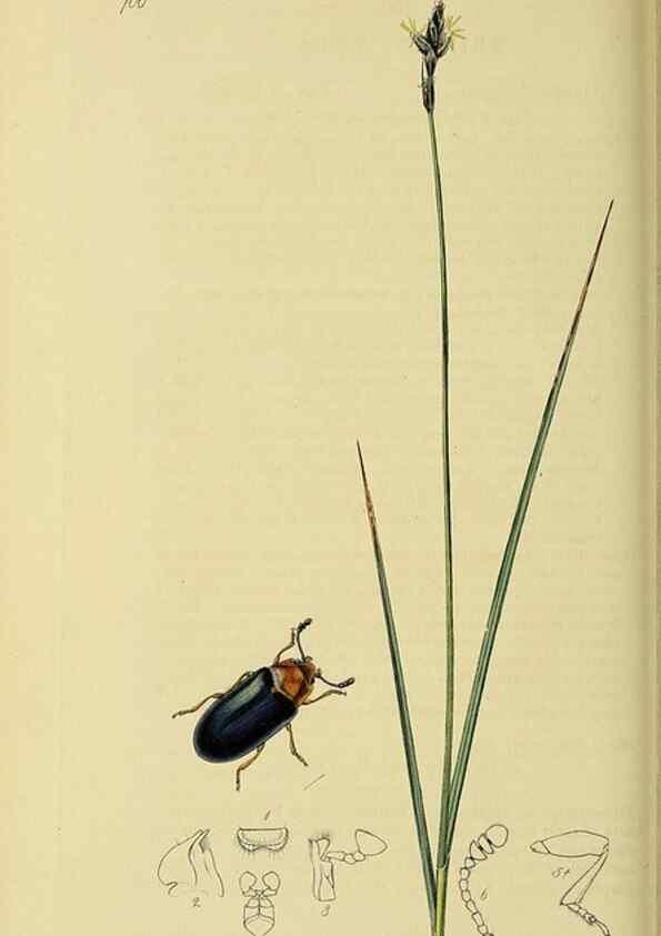 Reproducción/Reproduction 36201785752: British entomology :. London,Printed for the author,1823-1840 [i.e. 1840].