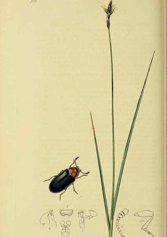 Reproducción/Reproduction 36201785752: British entomology :. London,Printed for the author,1823-1840 [i.e. 1840].