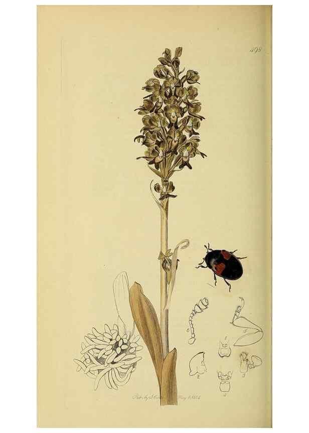 Reproducción/Reproduction 36201787812: British entomology :. London,Printed for the author,1823-1840 [i.e. 1840].