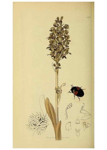 Reproducción/Reproduction 36201787812: British entomology :. London,Printed for the author,1823-1840 [i.e. 1840].