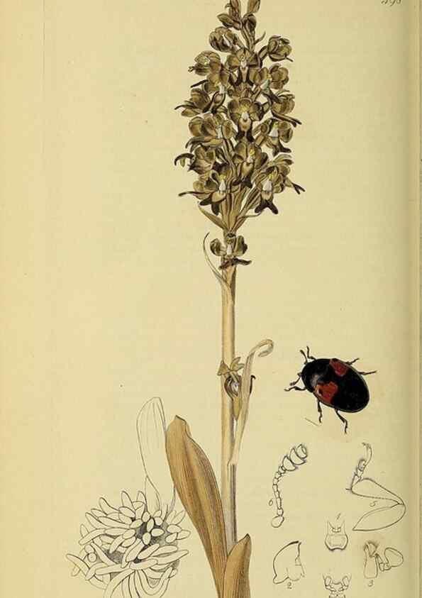 Reproducción/Reproduction 36201787812: British entomology :. London,Printed for the author,1823-1840 [i.e. 1840].