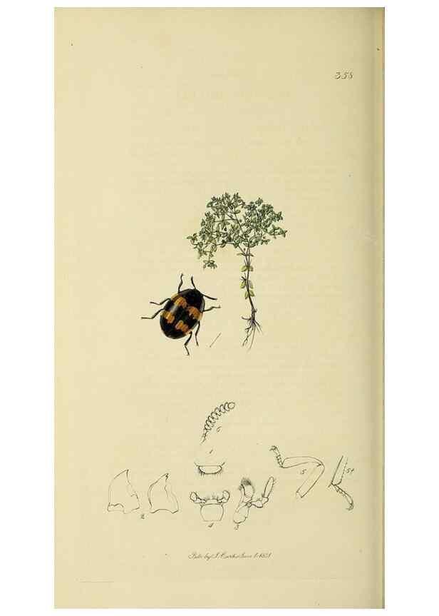 Reproducción/Reproduction 36201790092: British entomology :. London,Printed for the author,1823-1840 [i.e. 1840].