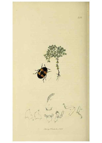 Reproducción/Reproduction 36201790092: British entomology :. London,Printed for the author,1823-1840 [i.e. 1840].
