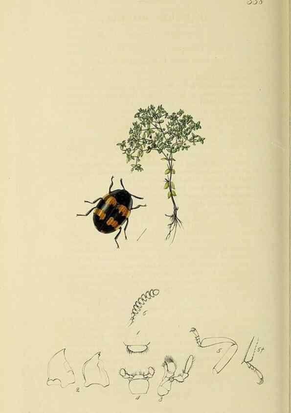Reproducción/Reproduction 36201790092: British entomology :. London,Printed for the author,1823-1840 [i.e. 1840].