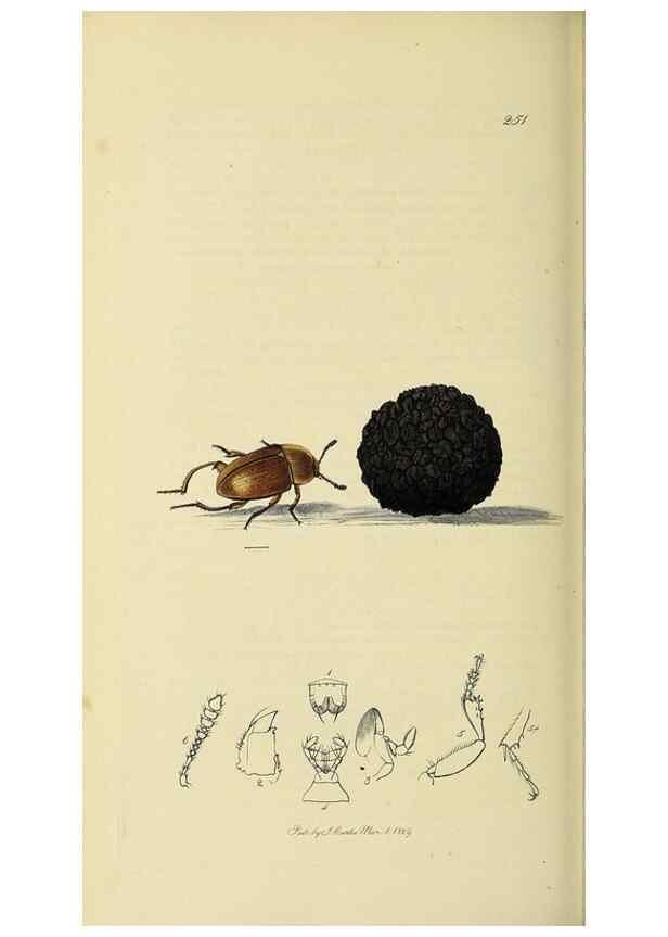 Reproducción/Reproduction 36201791802: British entomology :. London,Printed for the author,1823-1840 [i.e. 1840].