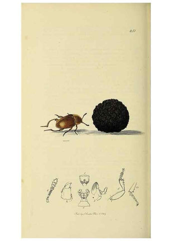 Reproducción/Reproduction 36201791802: British entomology :. London,Printed for the author,1823-1840 [i.e. 1840].