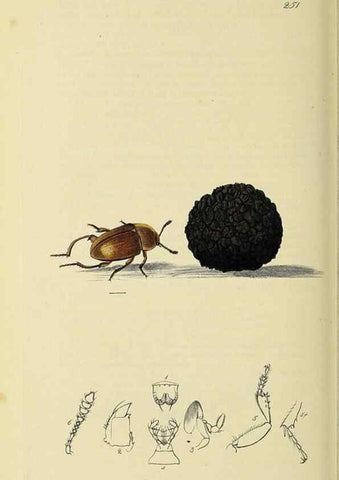 Reproducción/Reproduction 36201791802: British entomology :. London,Printed for the author,1823-1840 [i.e. 1840].