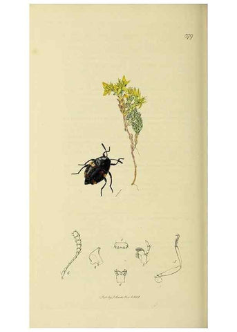 Reproducción/Reproduction 36201793462: British entomology :. London,Printed for the author,1823-1840 [i.e. 1840].
