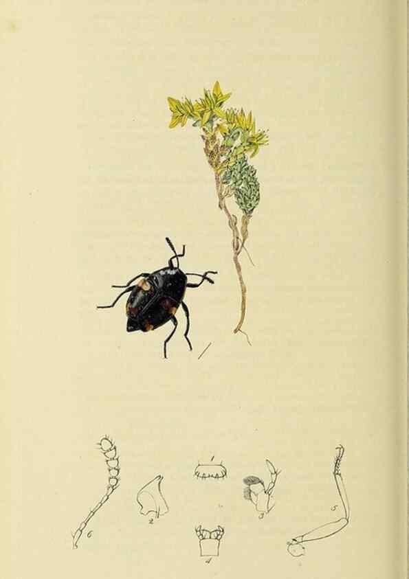 Reproducción/Reproduction 36201793462: British entomology :. London,Printed for the author,1823-1840 [i.e. 1840].