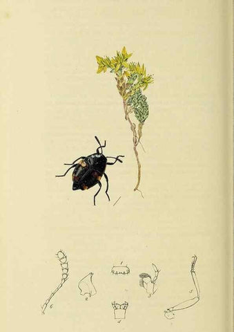Reproducción/Reproduction 36201793462: British entomology :. London,Printed for the author,1823-1840 [i.e. 1840].