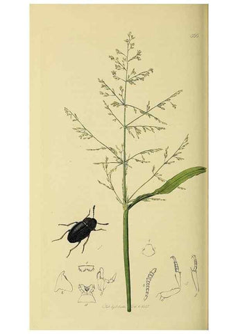 Reproducción/Reproduction 36201795532: British entomology :. London,Printed for the author,1823-1840 [i.e. 1840].