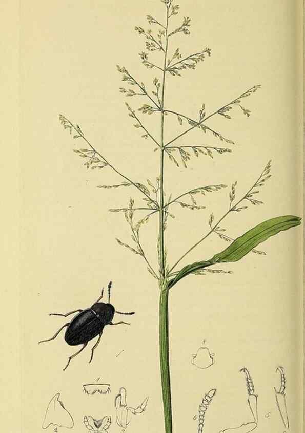 Reproducción/Reproduction 36201795532: British entomology :. London,Printed for the author,1823-1840 [i.e. 1840].