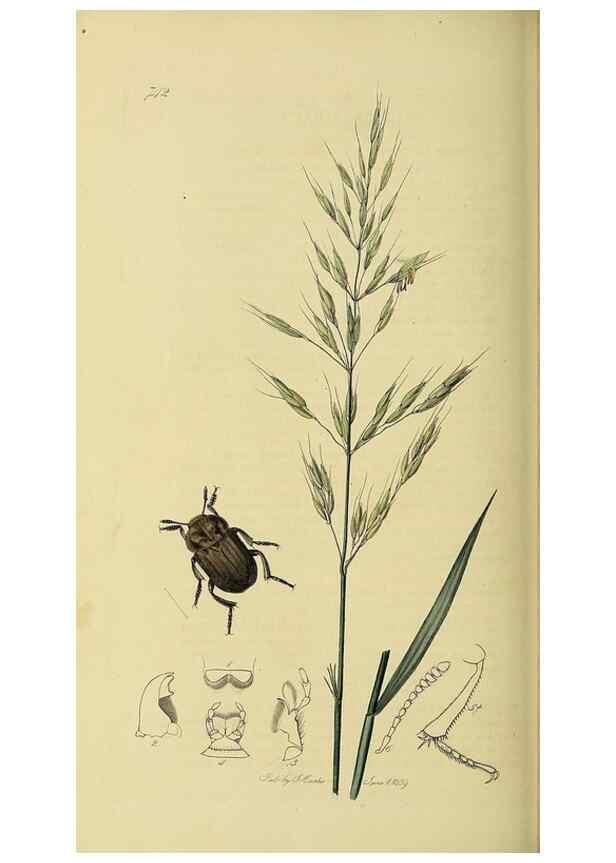 Reproducción/Reproduction 36201798932: British entomology :. London,Printed for the author,1823-1840 [i.e. 1840].
