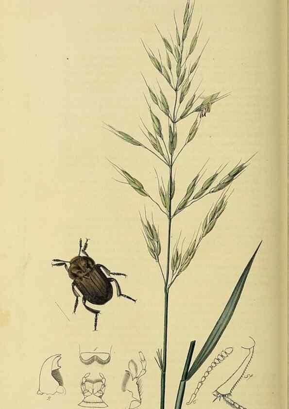 Reproducción/Reproduction 36201798932: British entomology :. London,Printed for the author,1823-1840 [i.e. 1840].