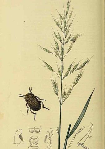 Reproducción/Reproduction 36201798932: British entomology :. London,Printed for the author,1823-1840 [i.e. 1840].