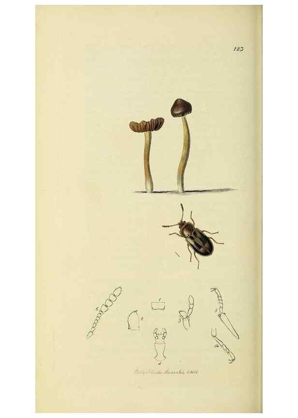 Reproducción/Reproduction 36233527541: British entomology :. London,Printed for the author,1823-1840 [i.e. 1840].