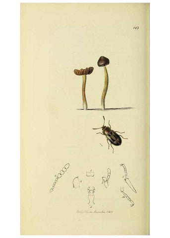 Reproducción/Reproduction 36233527541: British entomology :. London,Printed for the author,1823-1840 [i.e. 1840].
