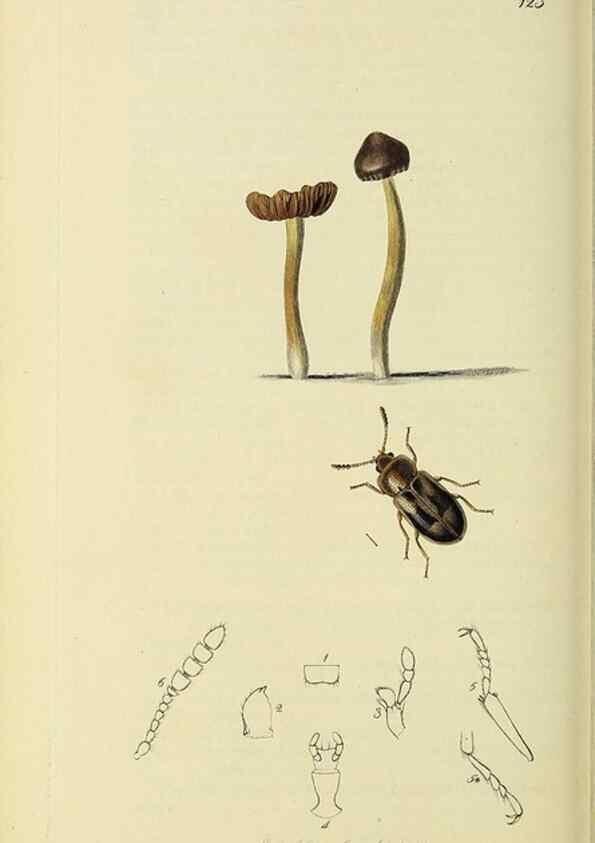 Reproducción/Reproduction 36233527541: British entomology :. London,Printed for the author,1823-1840 [i.e. 1840].