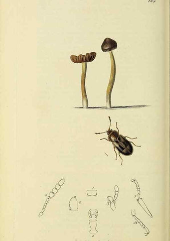 Reproducción/Reproduction 36233527541: British entomology :. London,Printed for the author,1823-1840 [i.e. 1840].