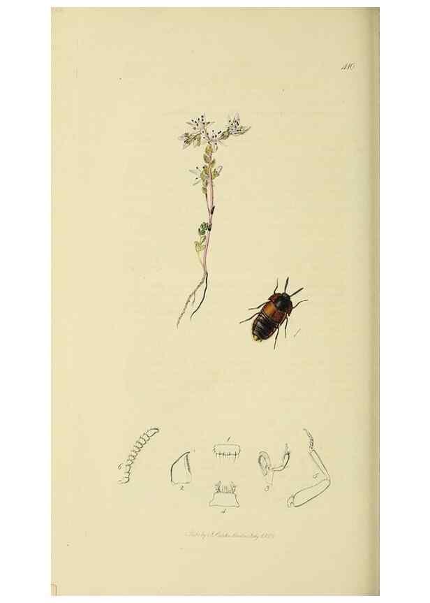 Reproducción/Reproduction 36233568061: British entomology :. London,Printed for the author,1823-1840 [i.e. 1840].