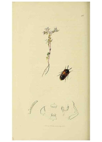 Reproducción/Reproduction 36233568061: British entomology :. London,Printed for the author,1823-1840 [i.e. 1840].