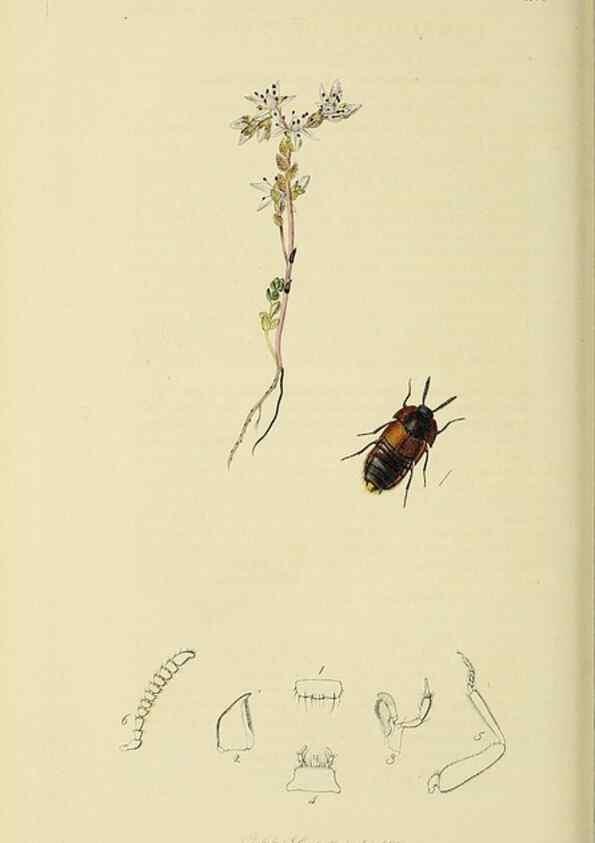 Reproducción/Reproduction 36233568061: British entomology :. London,Printed for the author,1823-1840 [i.e. 1840].
