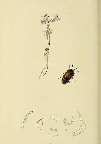 Reproducción/Reproduction 36233568061: British entomology :. London,Printed for the author,1823-1840 [i.e. 1840].