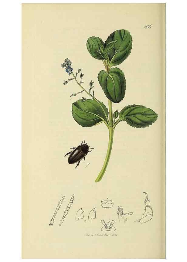 Reproducción/Reproduction 35561720203: British entomology :. London,Printed for the author,1823-1840 [i.e. 1840].