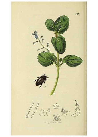 Reproducción/Reproduction 35561720203: British entomology :. London,Printed for the author,1823-1840 [i.e. 1840].