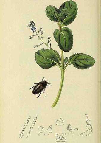 Reproducción/Reproduction 35561720203: British entomology :. London,Printed for the author,1823-1840 [i.e. 1840].