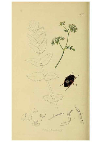 Reproducción/Reproduction 35561713893: British entomology :. London,Printed for the author,1823-1840 [i.e. 1840].