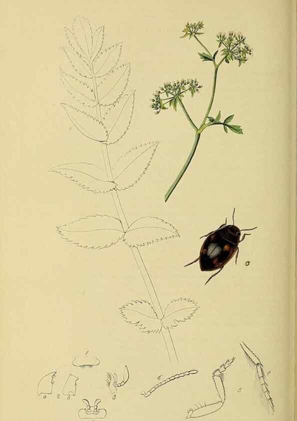 Reproducción/Reproduction 35561713893: British entomology :. London,Printed for the author,1823-1840 [i.e. 1840].