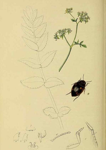 Reproducción/Reproduction 35561713893: British entomology :. London,Printed for the author,1823-1840 [i.e. 1840].