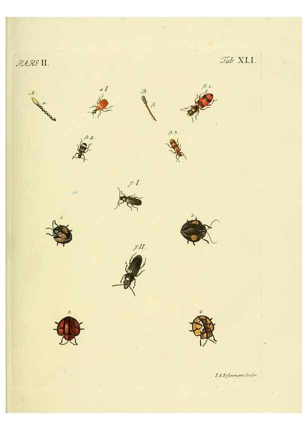 Reproducción/Reproduction 35533659534: J.E. Voet. M Doct. Catalogus systematicus coleopterorum =. À la Haye :Chez G. Bakhusen,[1804]-1806.