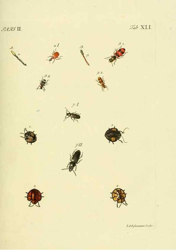 Reproducción/Reproduction 35533659534: J.E. Voet. M Doct. Catalogus systematicus coleopterorum =. À la Haye :Chez G. Bakhusen,[1804]-1806.