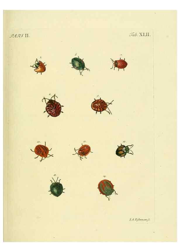 Reproducción/Reproduction 35533663144: J.E. Voet. M Doct. Catalogus systematicus coleopterorum =. À la Haye :Chez G. Bakhusen,[1804]-1806.
