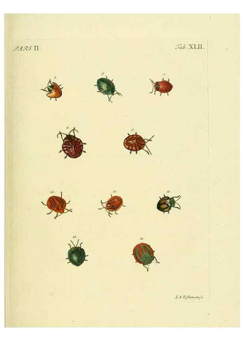 Reproducción/Reproduction 35533663144: J.E. Voet. M Doct. Catalogus systematicus coleopterorum =. À la Haye :Chez G. Bakhusen,[1804]-1806.
