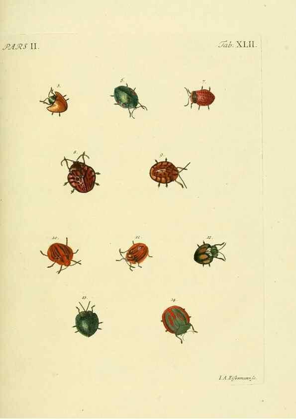 Reproducción/Reproduction 35533663144: J.E. Voet. M Doct. Catalogus systematicus coleopterorum =. À la Haye :Chez G. Bakhusen,[1804]-1806.