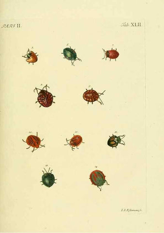Reproducción/Reproduction 35533663144: J.E. Voet. M Doct. Catalogus systematicus coleopterorum =. À la Haye :Chez G. Bakhusen,[1804]-1806.