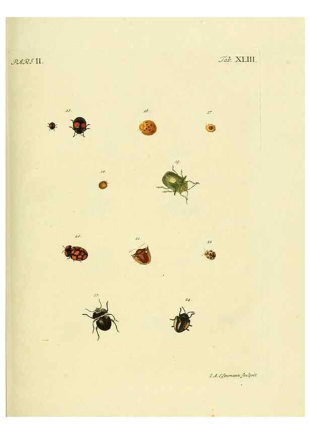 Reproducción/Reproduction 35533666364: J.E. Voet. M Doct. Catalogus systematicus coleopterorum =. À la Haye :Chez G. Bakhusen,[1804]-1806.