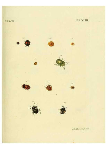 Reproducción/Reproduction 35533666364: J.E. Voet. M Doct. Catalogus systematicus coleopterorum =. À la Haye :Chez G. Bakhusen,[1804]-1806.